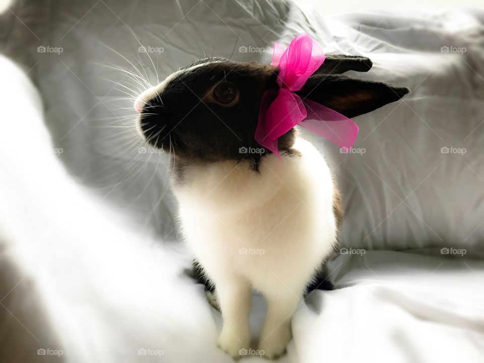 Cute fluffy  bunny wearing a bow