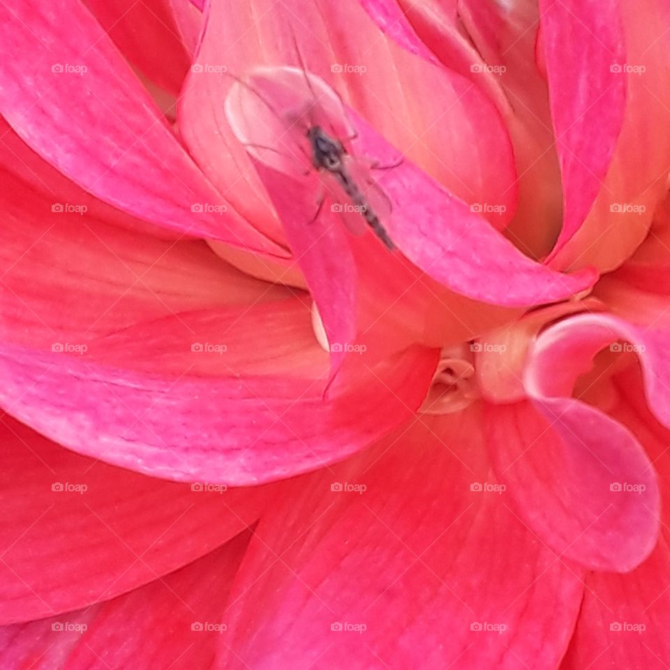 walk at golden hour - close-up  of pink dahlia