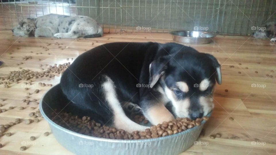 Puppy in the food dish surrounded by food getting sleepy