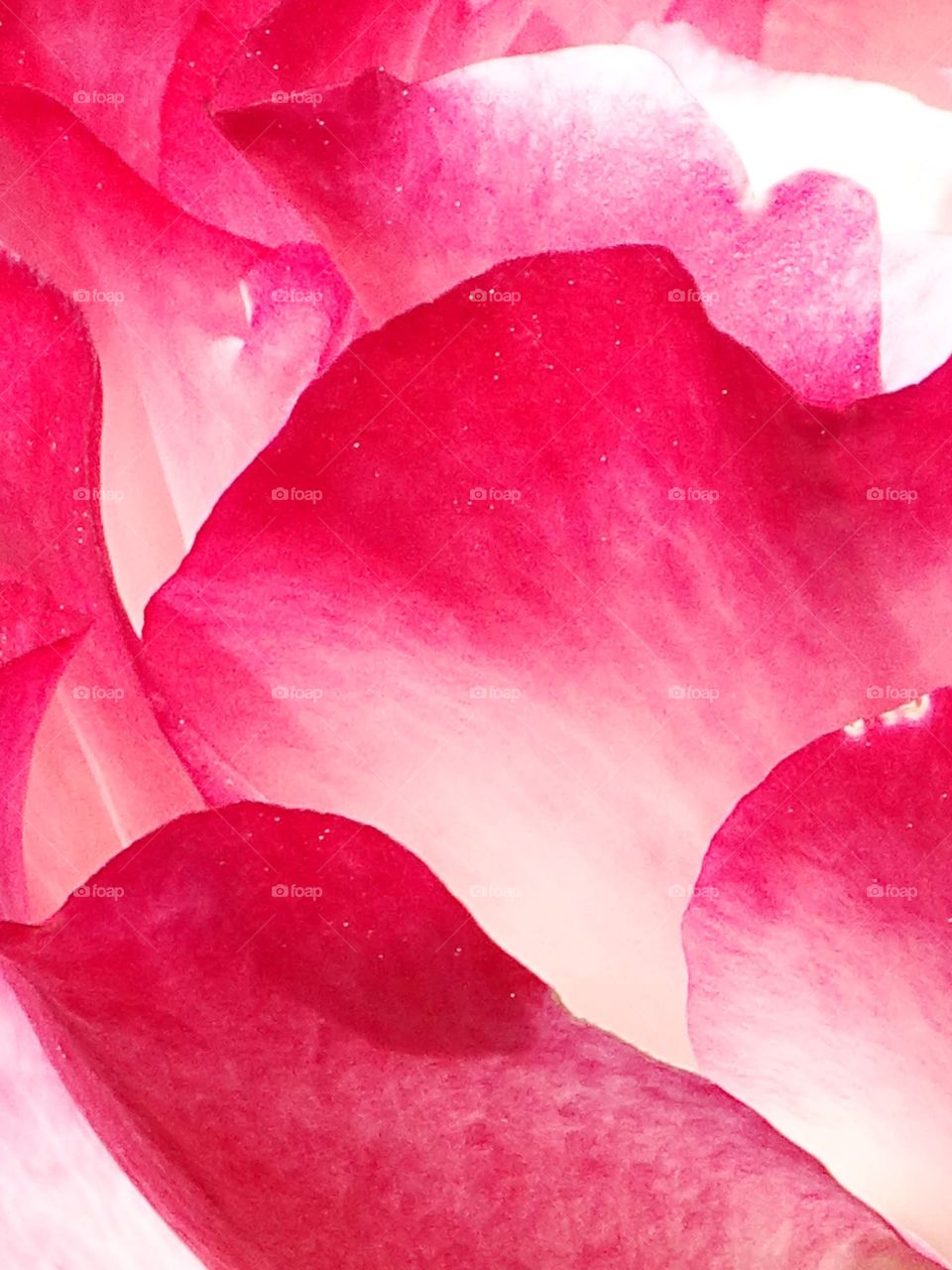 The beauty of the flowers