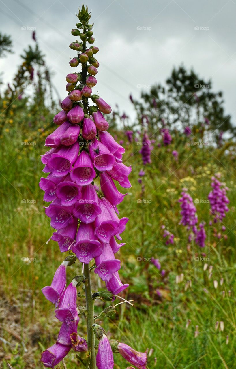 Foxglove flowers in bloom. Foxglove flowers in bloom.