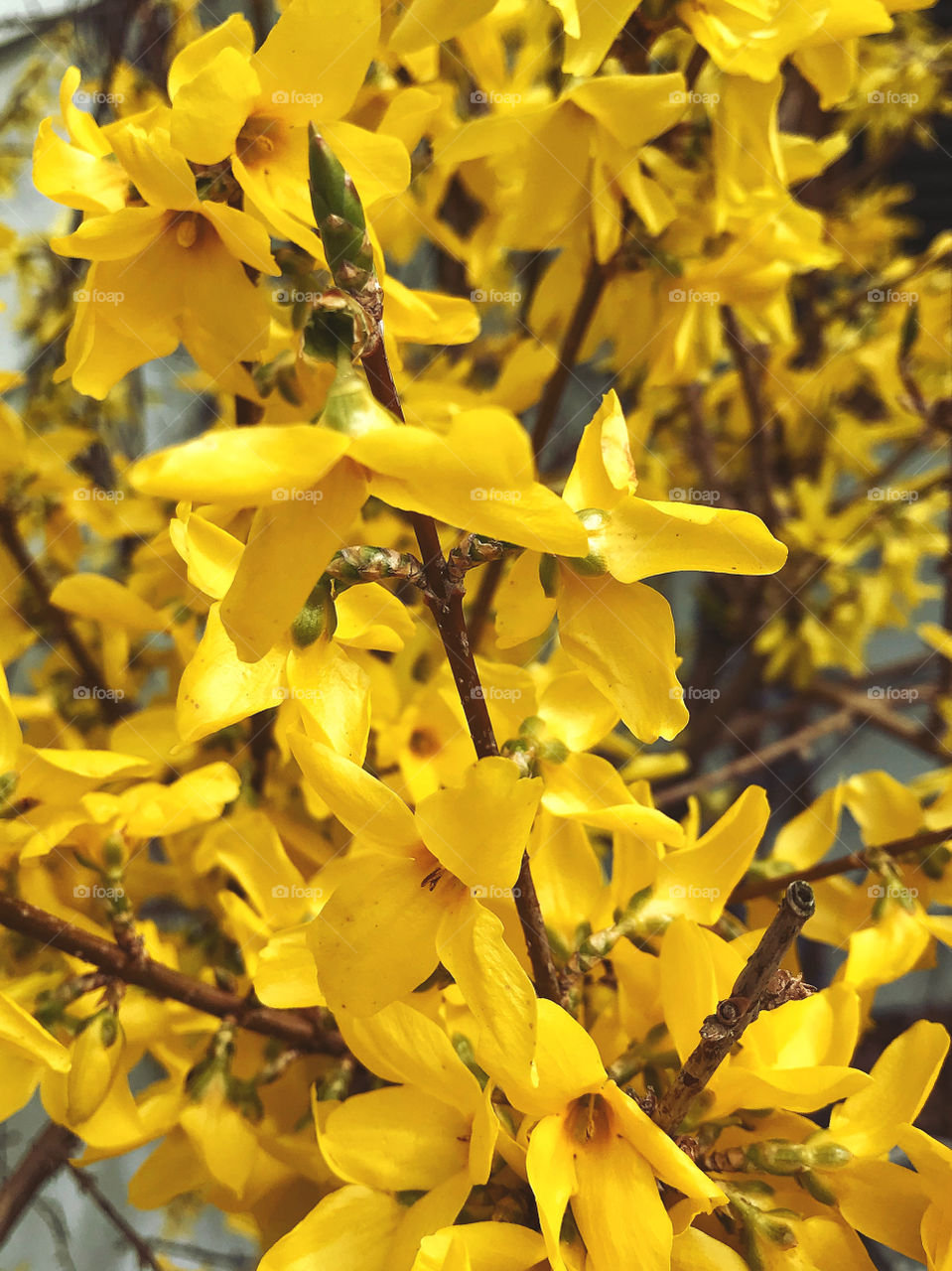 Forsythia