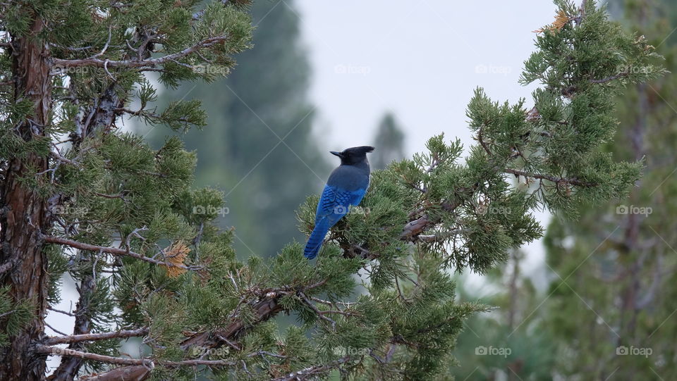 Black Crested Steller's Jay perched on a conifer tree.