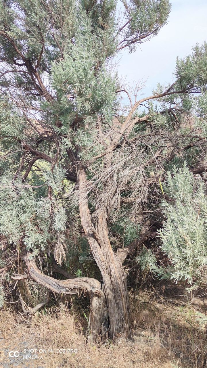 trees and forest series