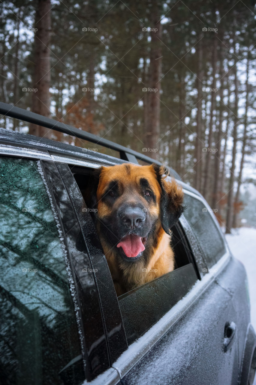 Ginger the Leonberger, sticks her head out the window during a windy snow storm.