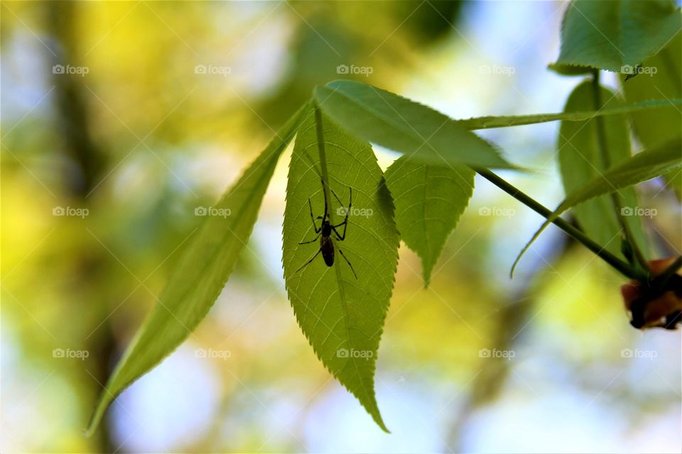 spider waiting on leaf