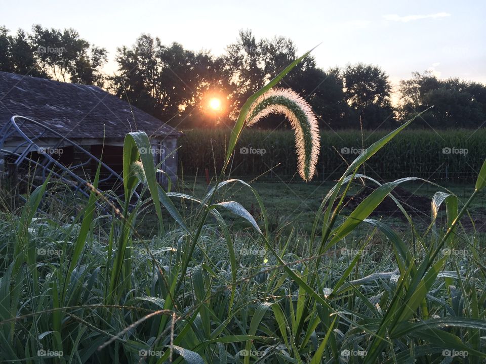 Blue Grama grass backlit by a golden sun on the horizon through silhouetted trees in a pasture