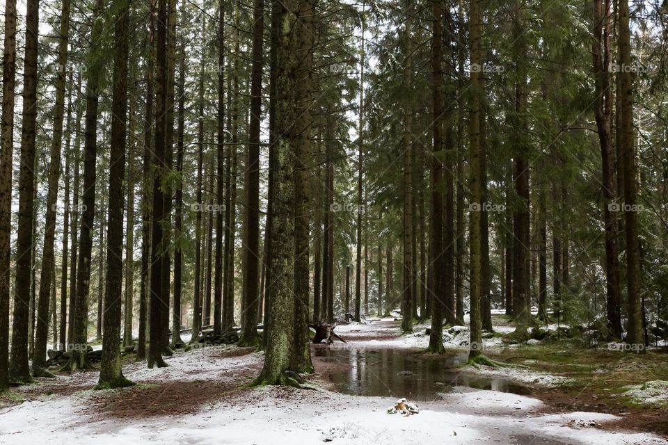 Deep in the old forest with tall pine trees where the moss covered ground is partly covered with fresh snow 