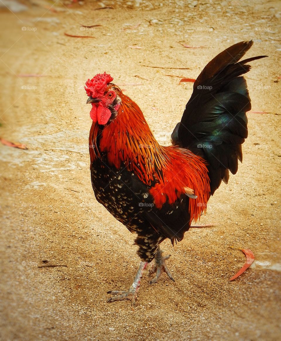 Rooster Portugal