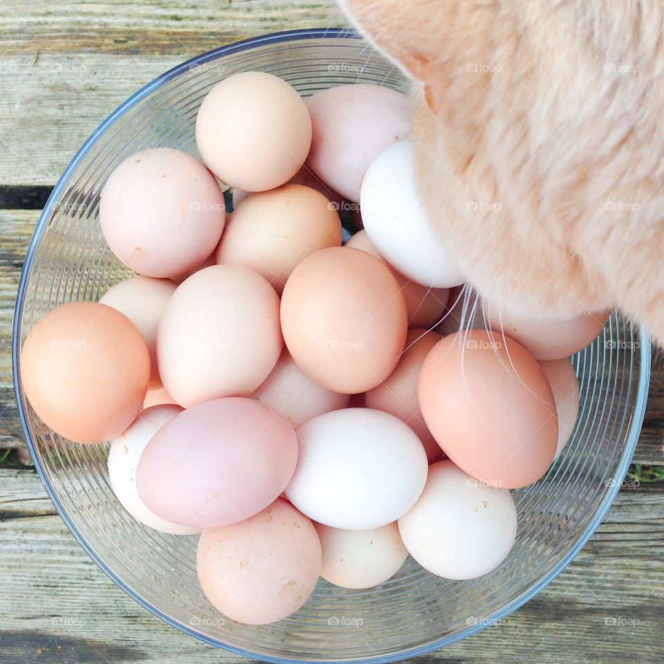 organic eggs and cat
