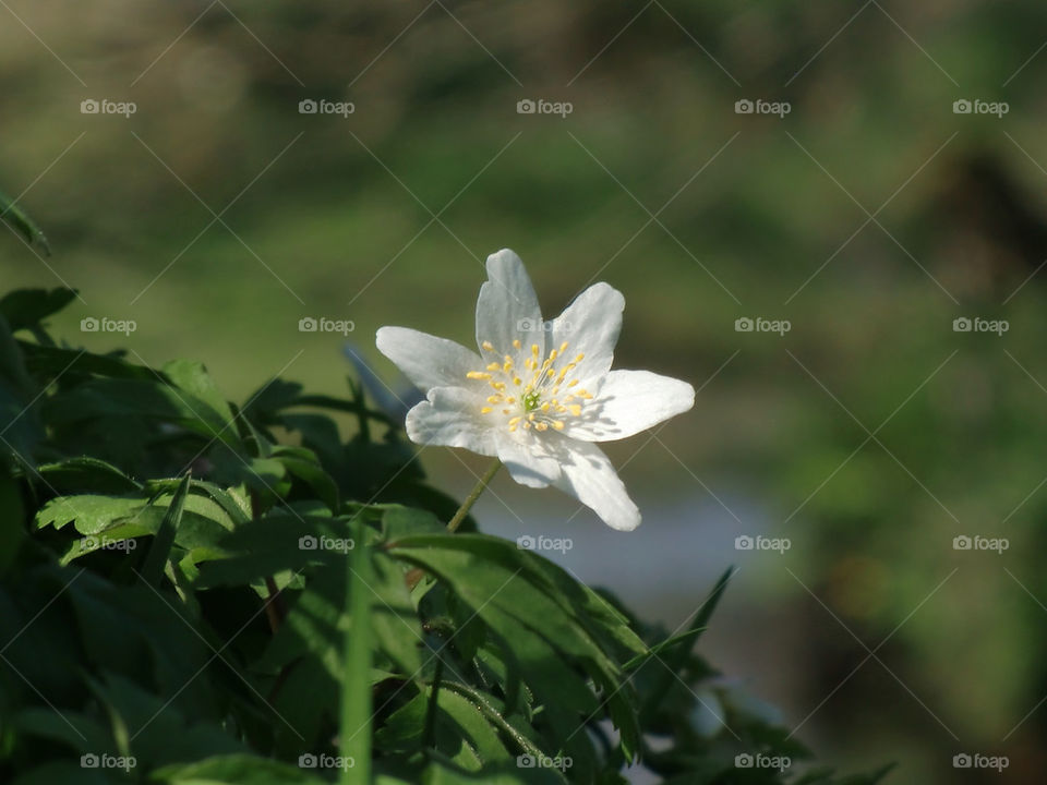 Wood anemone