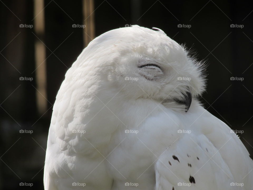 Beautiful snowy owl