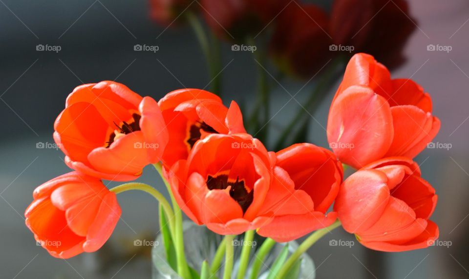 Nature, No Person, Tulip, Flower, Flora