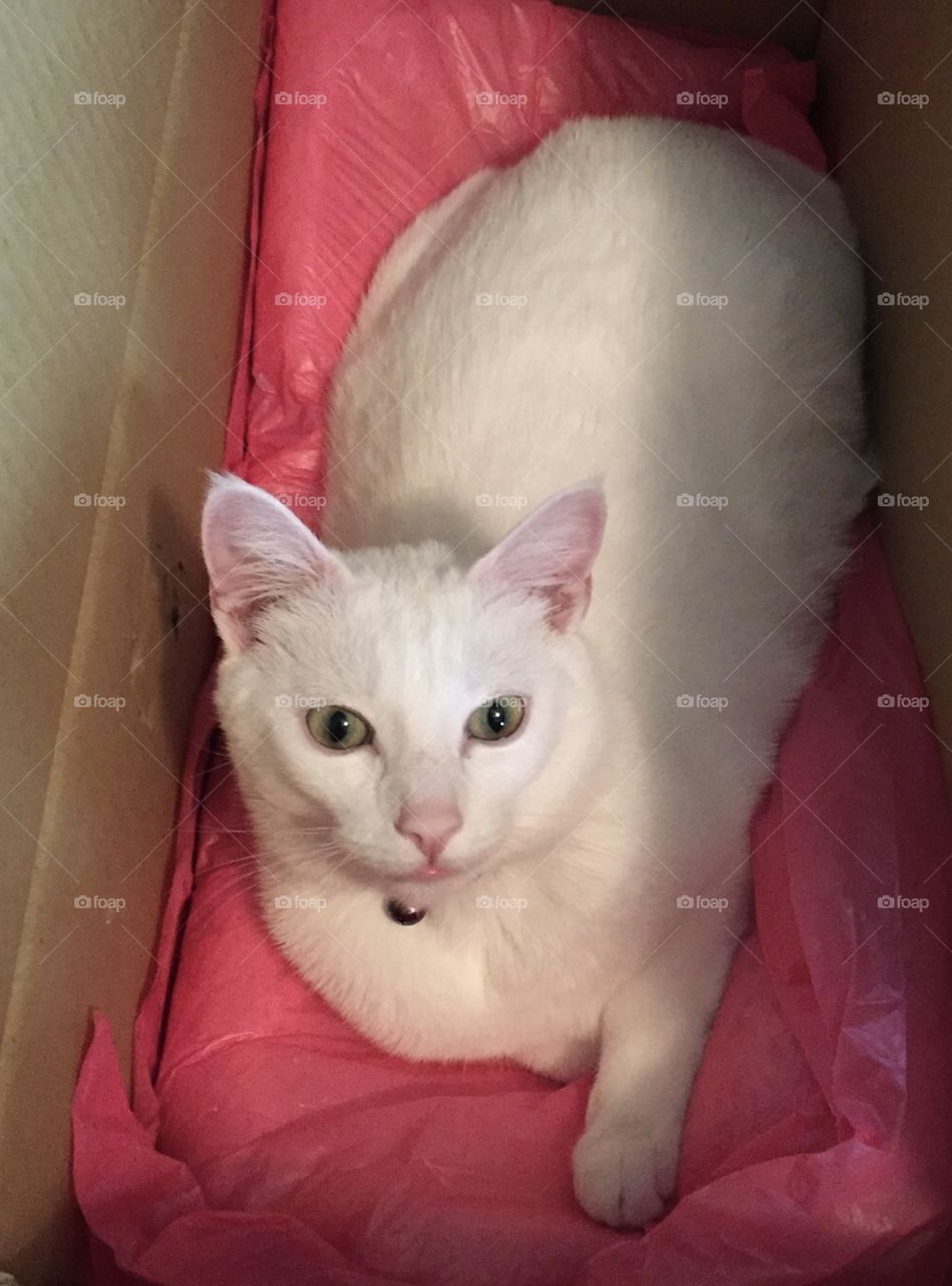 Cat in box with pink insert