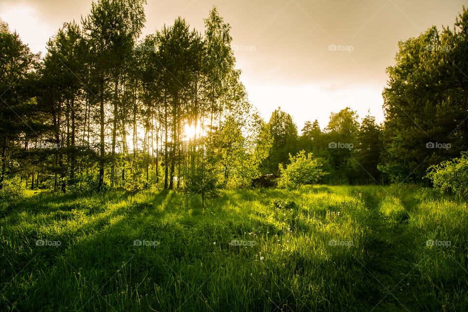 A beautiful, calm evening landscape of summer in country.