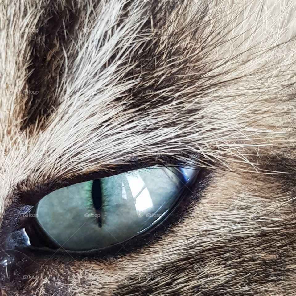 cat eye