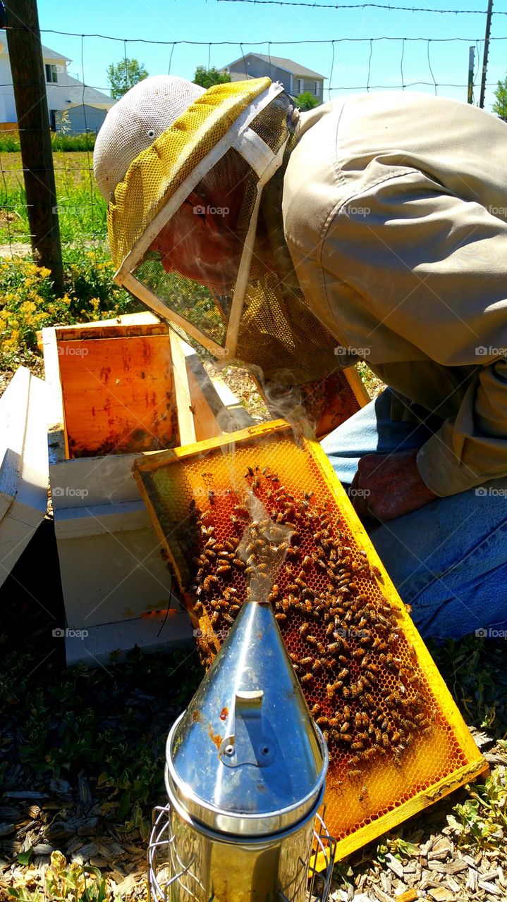Master Beekeeper at Work With His Bees