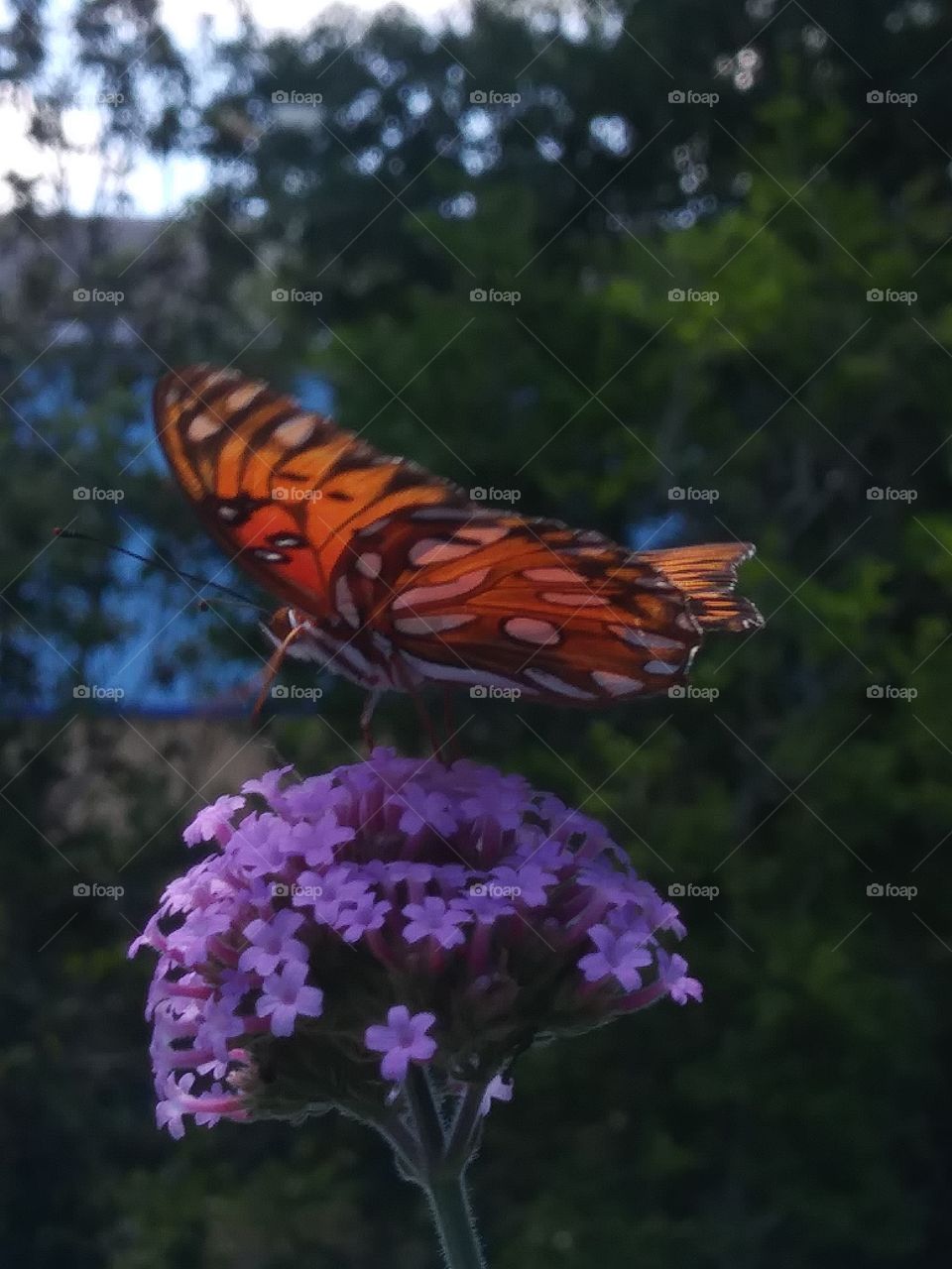 butterfly on verbena