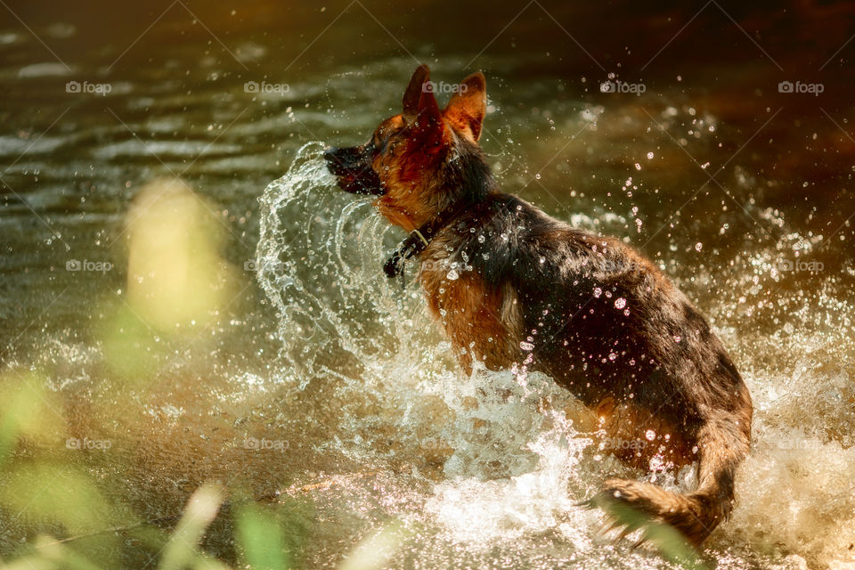 German shepherd dog swimming in a summer river