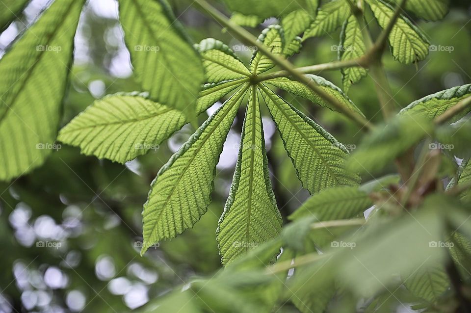 chestnut leaf