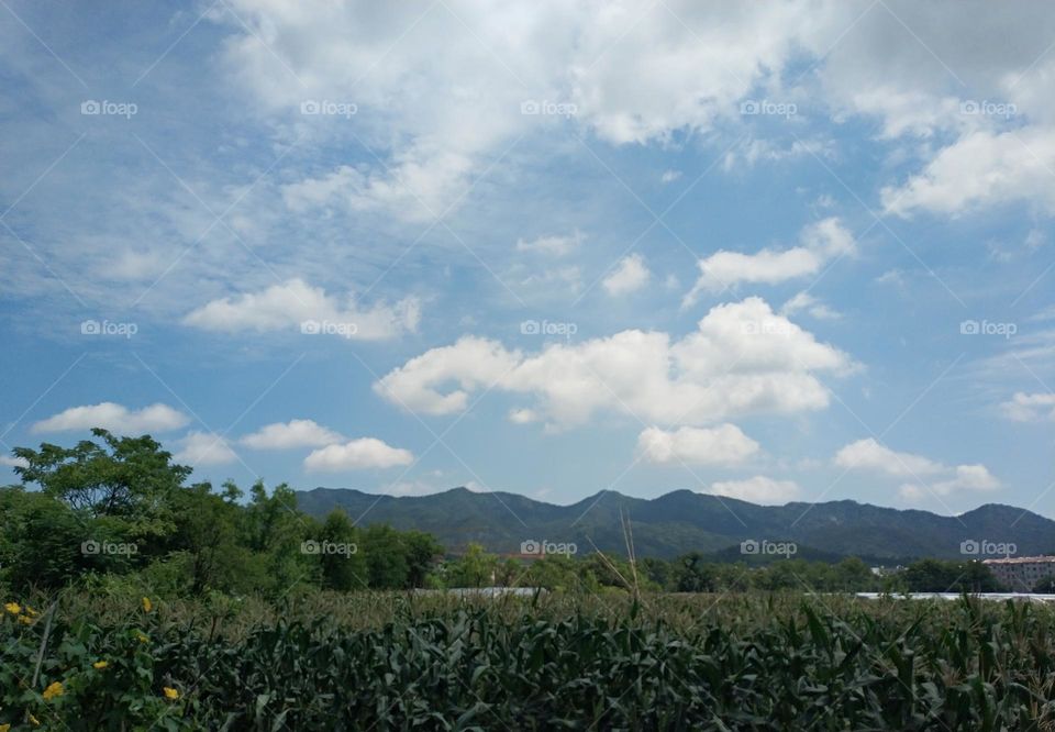 Blue Sky and White Cloud Farmland 1