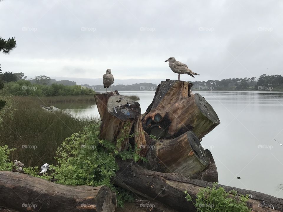 Early Morning at Lake Merced 