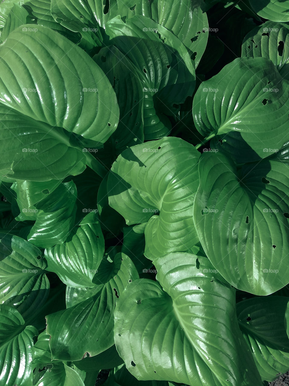 large lily leaves