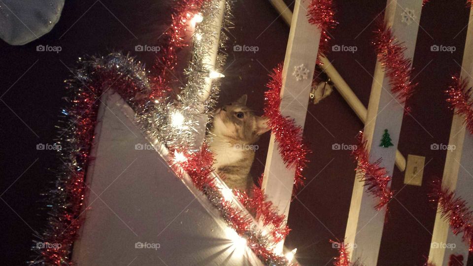 Is it him? Is it really him? Santa?