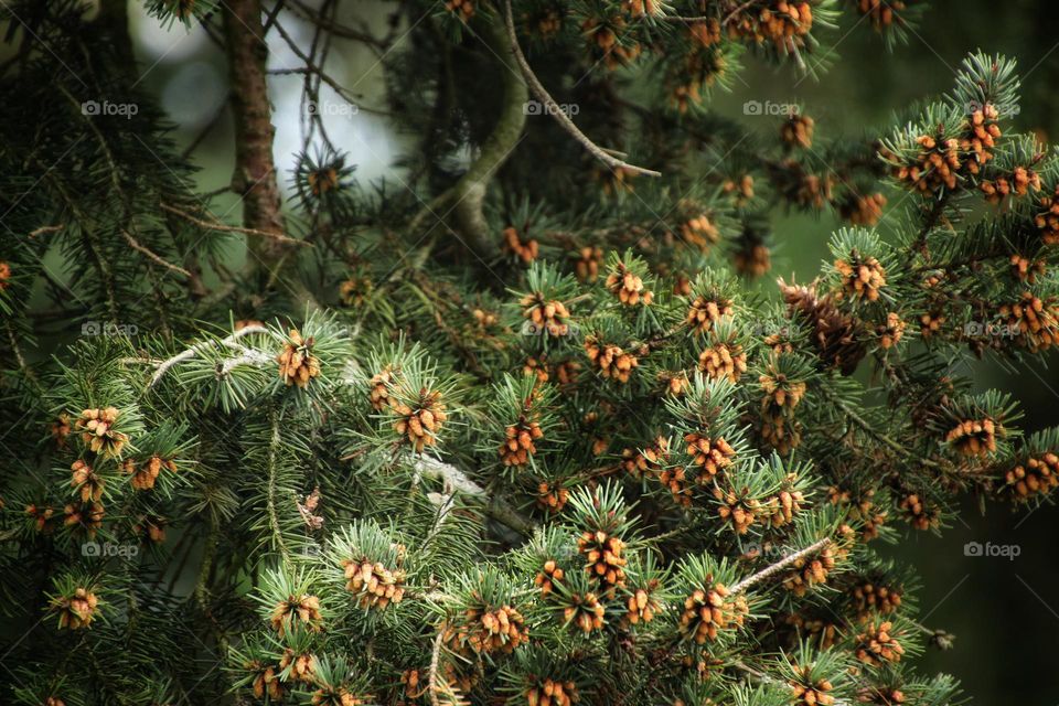 Close up of a pine tree with cones and seeds in the forest