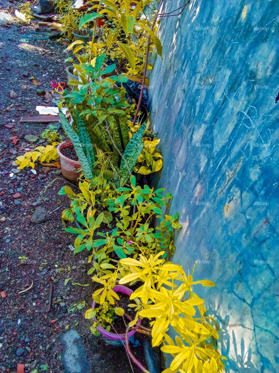 beautiful flowers in the side yard of the house