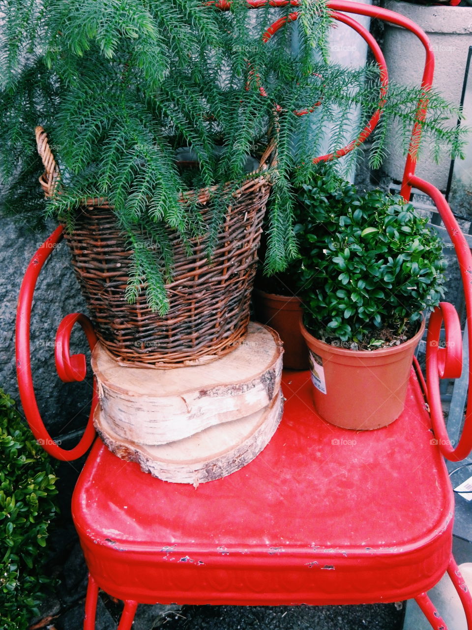 a flower shop with christmas plante and decorations for christmas