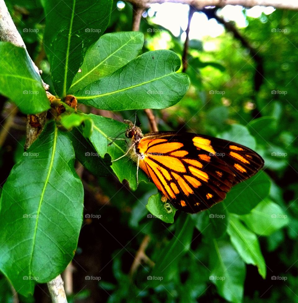 beautiful butterflys