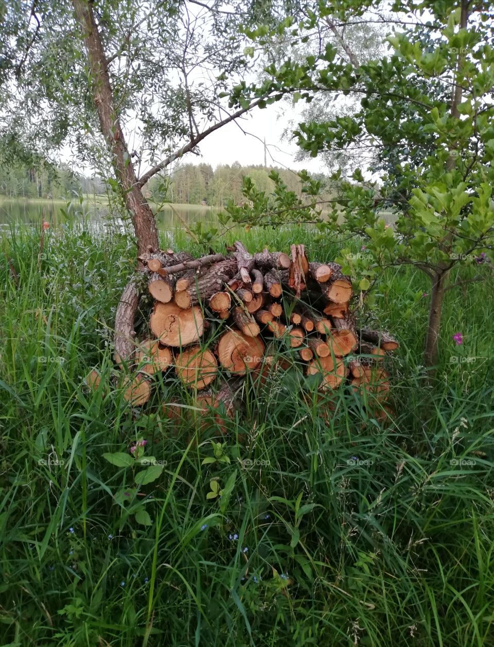 Many kind of plants growing around pile of wood, which is under the tree near calm lake. Forget-me-not blooming in the front, branches reaching out on the trunks,lake side sauna and summer cottage faraway