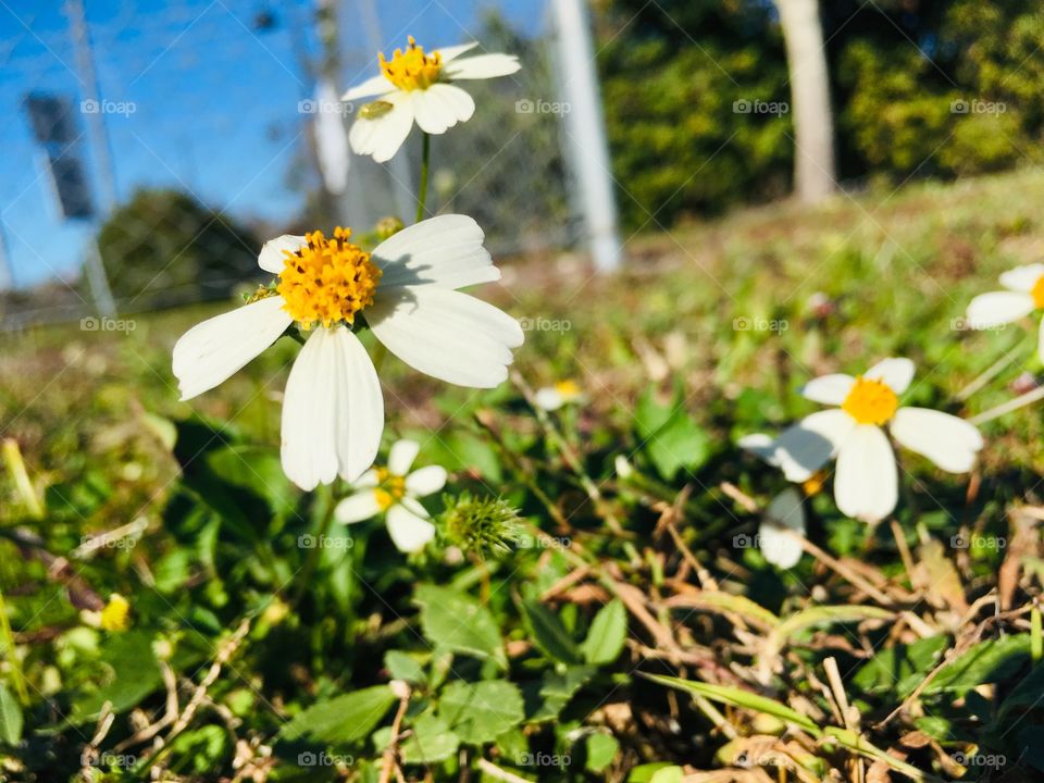 Little daisies blowing in the wind 💨