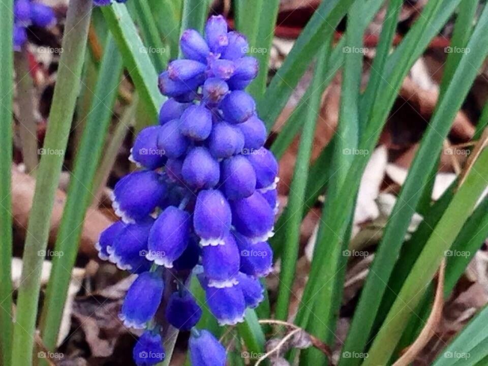 Blue bells flowers