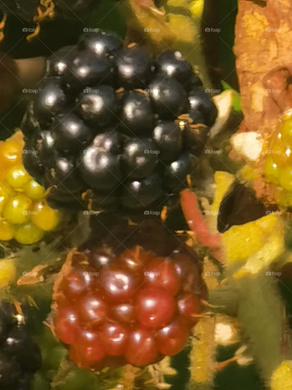 fruits