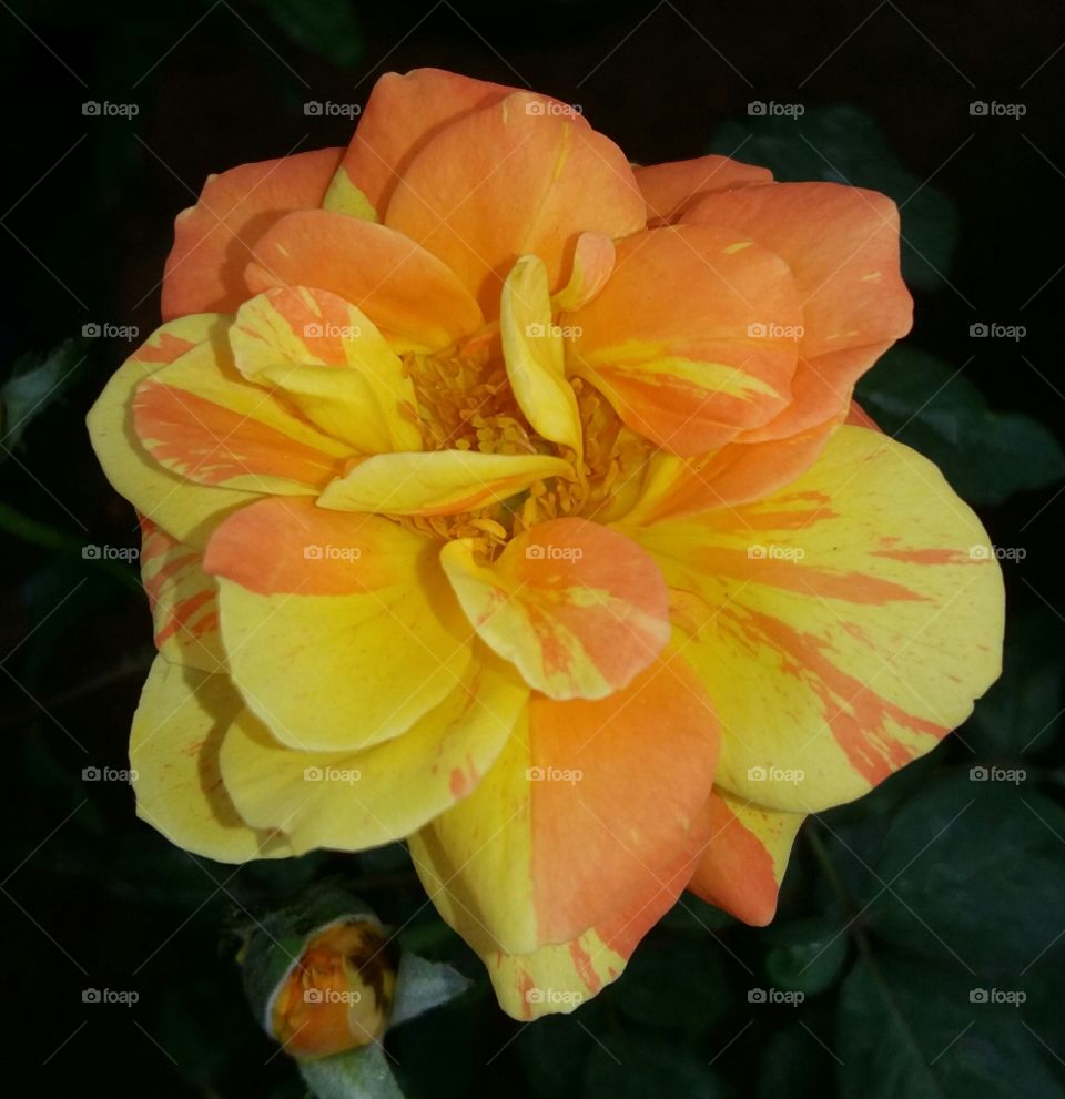 Young and beautiful.