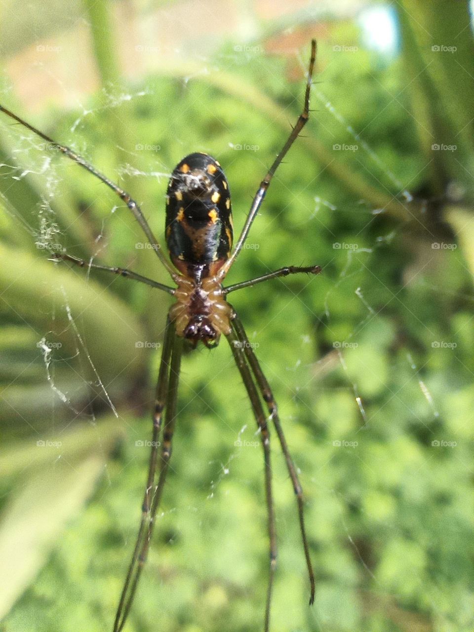 Araña en la telaraña.