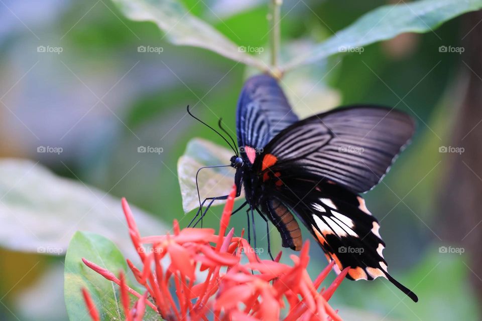 Beautiful and colourful butterfly