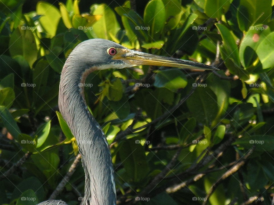 blue heron