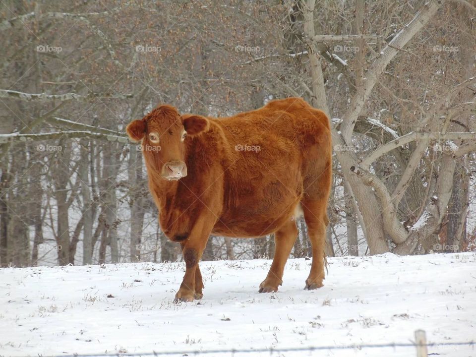 Fluffy cow. 