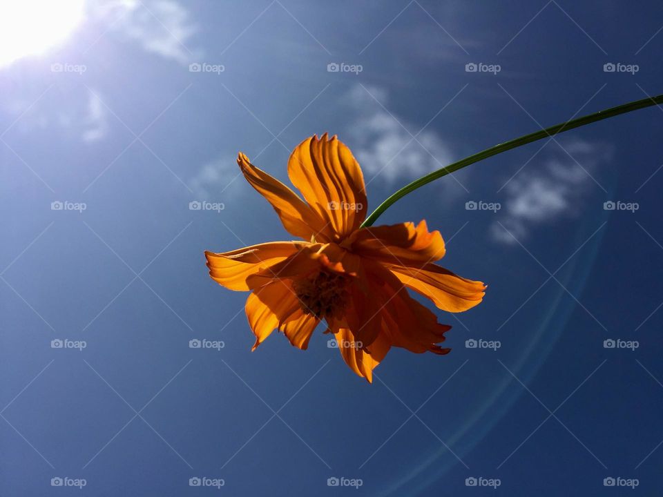 Orange cosmos