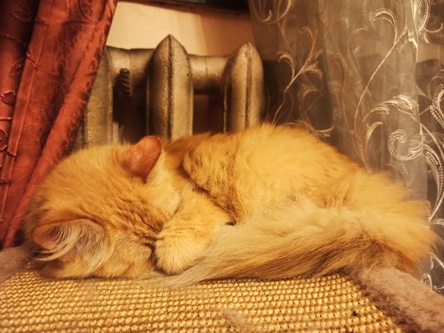 Winter Is Coming! Cat sleeping near a hot battery. Cat. Warmed up.