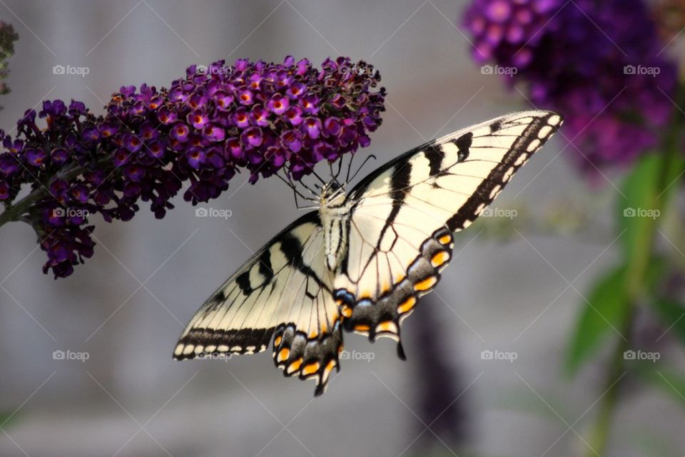 Butterfly on purple flower