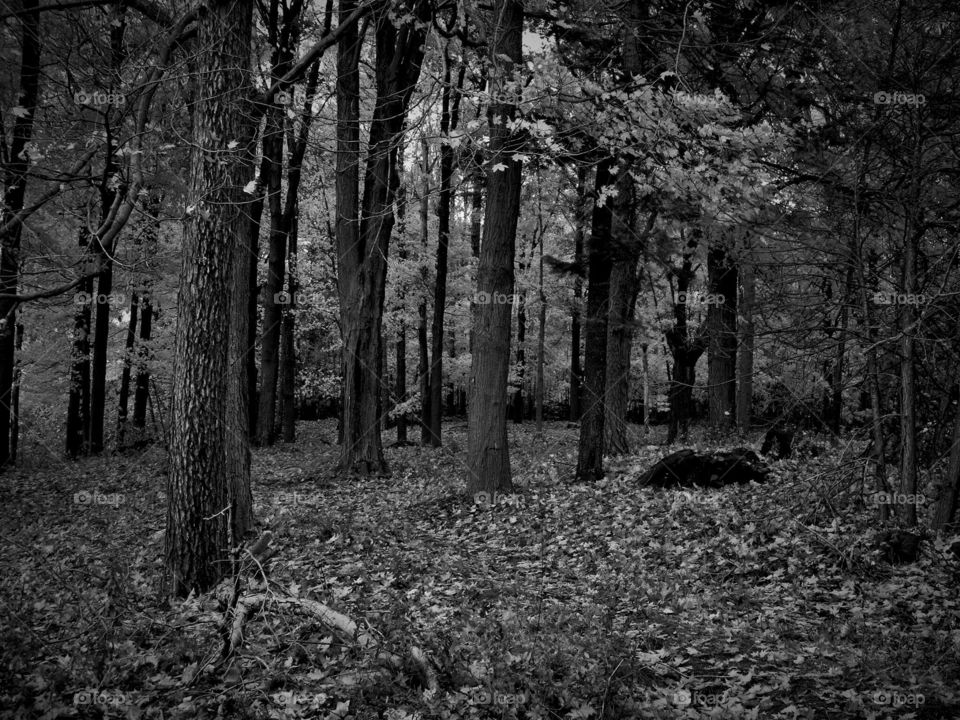 Black and white forest 
