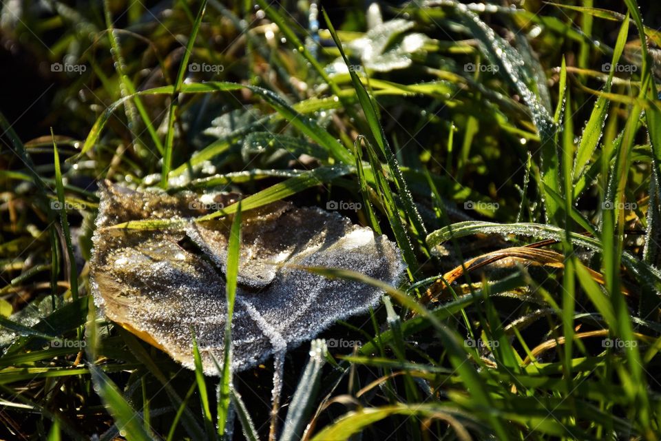 Frozen leaf in a sunny morning
