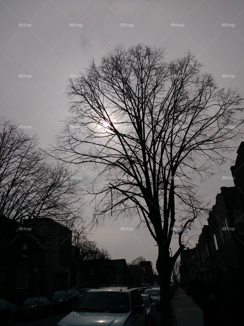 tree with sun rising through branches on a street in brooklyn