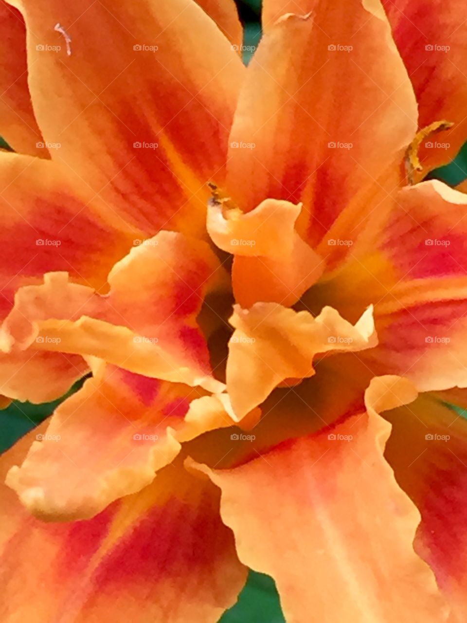 Double flowered day lily