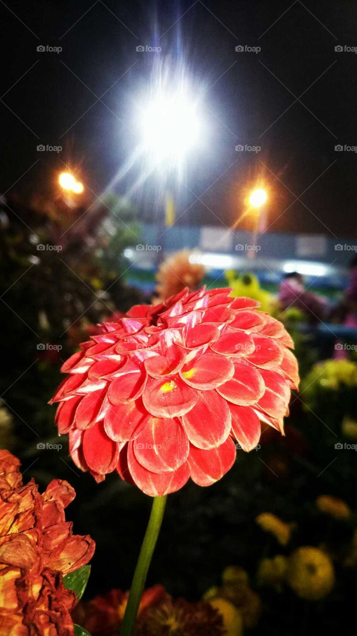 it's beautiful flower in my area