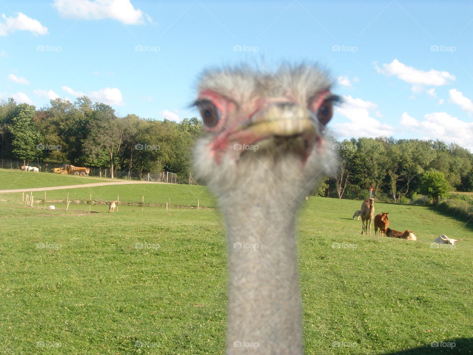 ostrich wanted a close-up